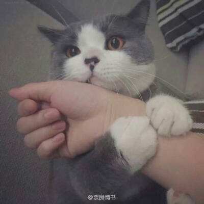 一梦江湖2345端下载