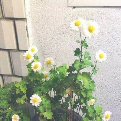 逍遥神域破解版下载